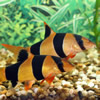 loaches