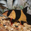 loaches