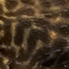 plecos