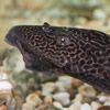 plecos