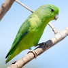 parrotlets