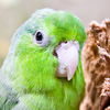 parrotlets