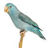 parrotlets