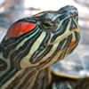 painted and red-eared turtle
