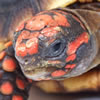 red-footed tortoise 