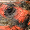 red-footed tortoise 