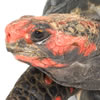 red-footed tortoise 