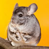 chinchilla