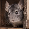 chinchilla