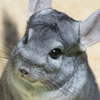 chinchilla