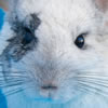 chinchilla