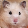 hamster