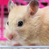 hamster