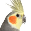 cockatiels