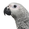 congo african grey