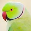 african ringneck