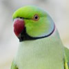 african ringneck