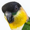 caiques - black-headed parrot 