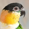 caiques - black-headed parrot 