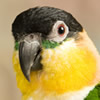 caiques - black-headed parrot 