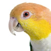 caiques - white bellied parrot