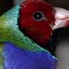 gouldian finch 