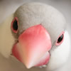 java sparrow