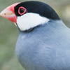 java sparrow