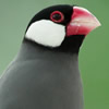 java sparrow