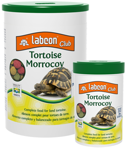 labcon club tortoise